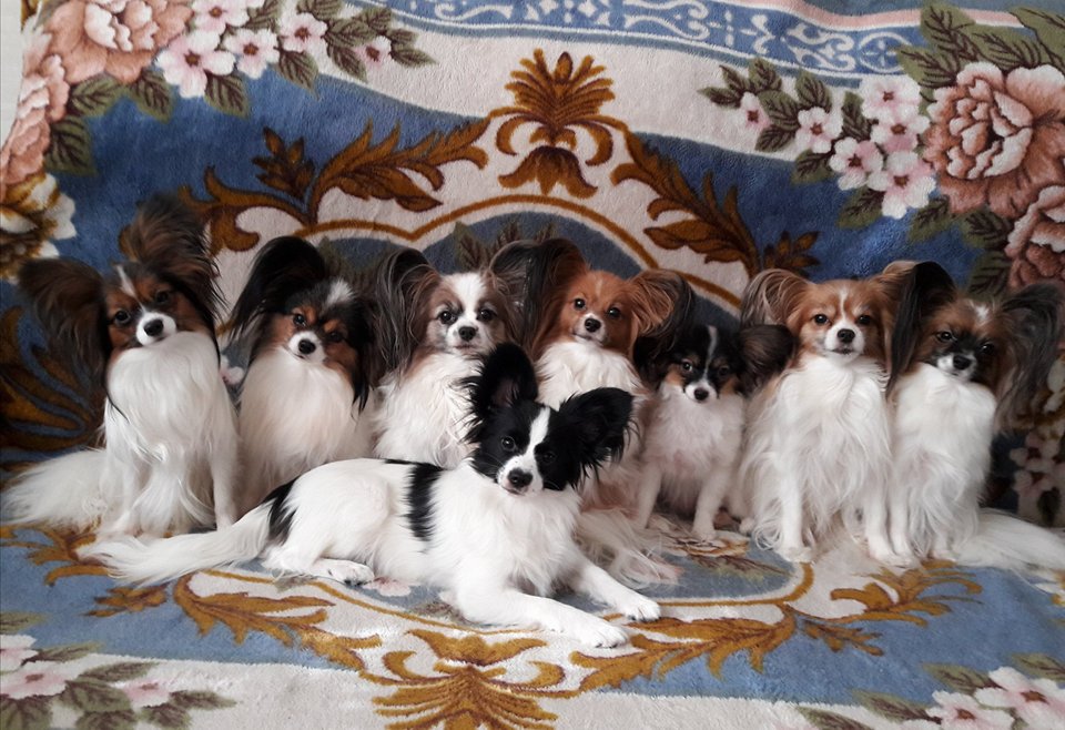 мои