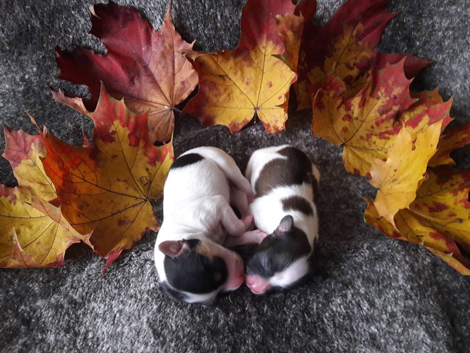 17.10.18