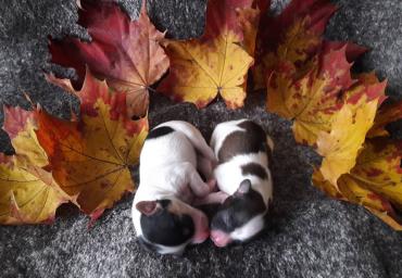17.10.18