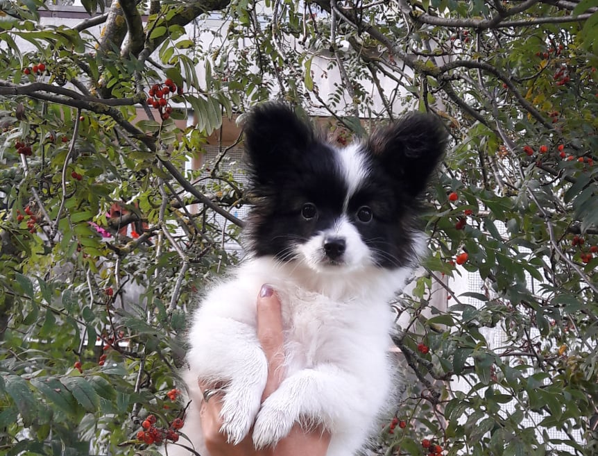 Mersi 2,5 months
