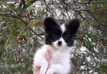 Mersi 2,5 months