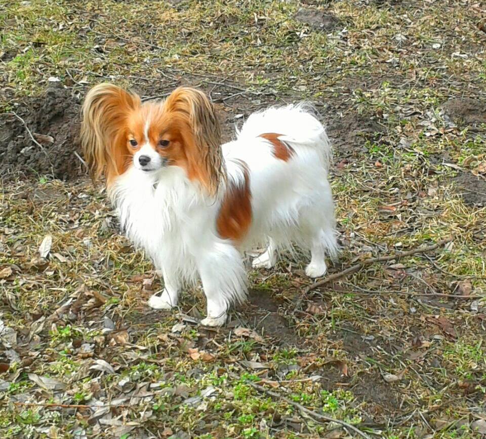 liza