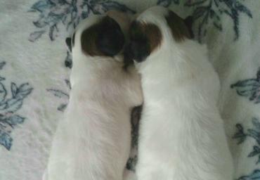 Our puppies