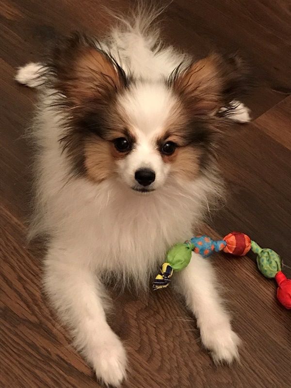 Boni