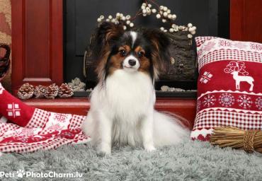 Our pets